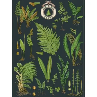 Cavallini Vintage Art Poster - British Ferns - Little Painter Art | Exploring the Endless Possibilities of Art New