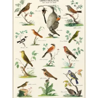 Cavallini Vintage Art Poster - Ornithologie - Little Painter Art | Exploring the Endless Possibilities of Art Best Sale